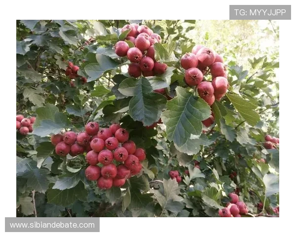 那一年的山楂,红了谁的眼眸,醉了谁的心扉?